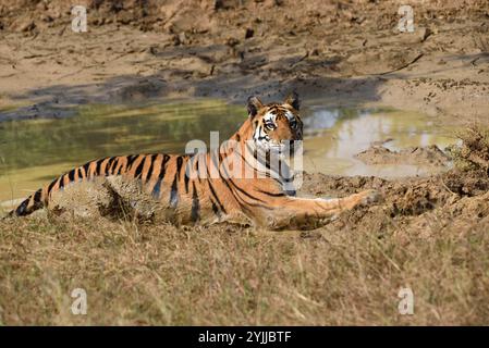 Tiger (Panthera tigris), Wildtiere bhopal, Indien Stockfoto