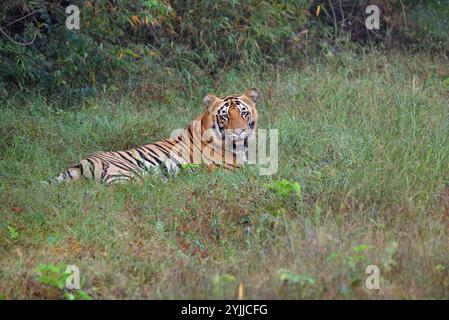 Tiger (Panthera tigris), Wildtiere bhopal, Indien Stockfoto