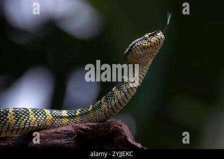 Tempelrubenviper in einem Baumzweig Stockfoto