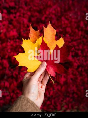Nahaufnahme einer Hand mit bunten Herbstblättern vor rotem Hintergrund. Stockfoto