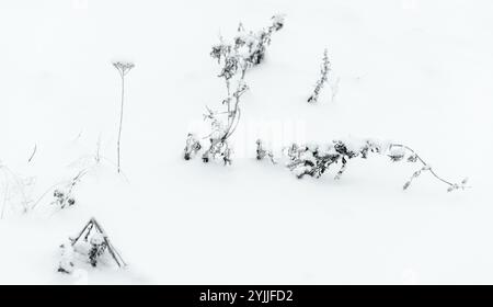 Gefrorene trockene Pflanzen stehen in einer Schneewehung, Nahaufnahme mit selektivem Weichfokus, abstraktem natürlichem Winterhintergrund Stockfoto