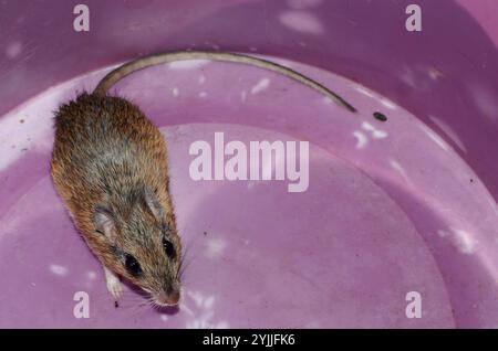 Bushveld-Gerbil (Gerbilliscus leucogaster) Stockfoto