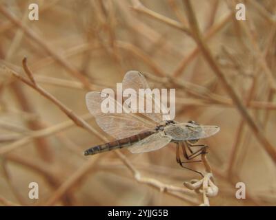 Schwarzer Pennant (Selysiothemis nigra) Stockfoto