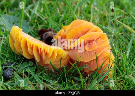 Orange Kiemenpilze, die niedrig auf nassem Gras liegen große erhöhte, freiliegende orangene Kiemen wie weiche Fruchtsegmente, die die Unterseite des Fruchtkörpers zeigen Stockfoto