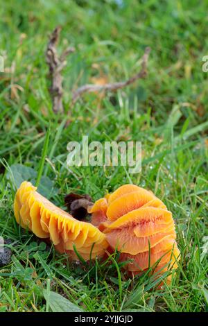 Orange Kiemenpilze, die niedrig auf nassem Gras liegen große erhöhte, freiliegende orangene Kiemen wie weiche Fruchtsegmente, die die Unterseite des Fruchtkörpers zeigen Stockfoto