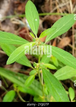 Schlankes Dreisaat-Quecksilber (Acalypha gracilens) Stockfoto