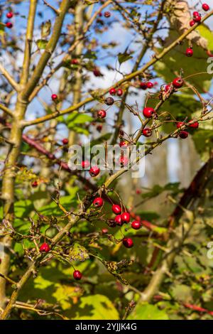 Nahaufnahme von wilden Rosenhüften auf Dornzweigen mit leuchtenden roten Beeren, die die herbstliche Natur symbolisieren. Blumen und Wald Stockfoto