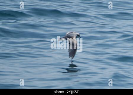 Gabelschwanzsturm-Petrel (Hydrobates furcatus) Stockfoto