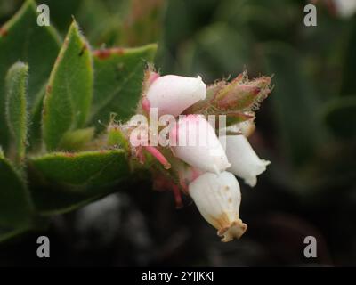 Manzanita am Berg San Bruno (Arctostaphylos imbricata) Stockfoto