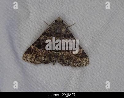 Pilzmotten (Metalectra discalis) Stockfoto