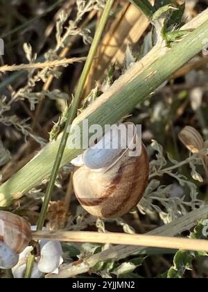 Schokoladenband Schnecke (Eobania vermiculata) Stockfoto