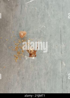 Common House Spider (Parasteatoda tepidariorum) Stockfoto