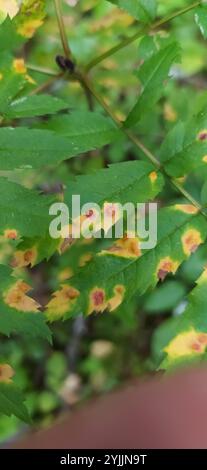 rowan Crown (Gymnosporangium cornutum) Stockfoto