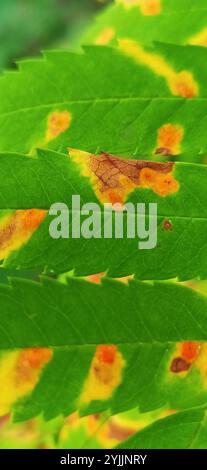 rowan Crown (Gymnosporangium cornutum) Stockfoto