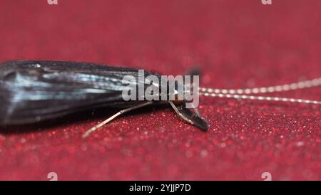 Black Dancer Caddisfly (Mystacides sepulchralis) Stockfoto