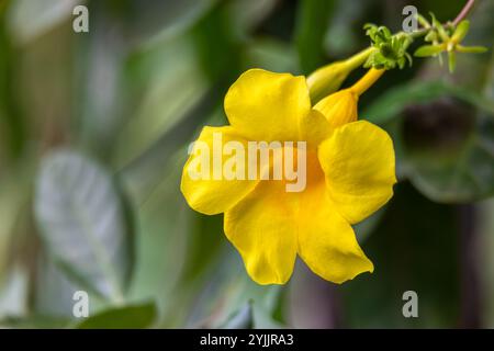 Allamanda schottii Blume, allgemein bekannt als Busch allamanda, ist ein Sträucher der Gattung Allamanda aus der Familie Apocynaceae. Liberia, Costa Rica Stockfoto