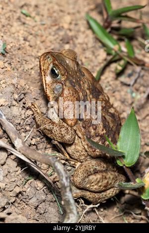 Rhinella horribilis, wissenschaftlicher Froschname, der für Populationen der Rohrkröte oder Riesenkröte in Mesoamerika und im Nordwesten Südamerikas verwendet wird. Stockfoto