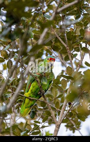 Der rote amazonas oder der rote Papagei (Amazona autumnalis) ist eine Art von amazonas-Papagei, die sich an Bäumen, Curubande, Wildtieren und Vogelbeobachtung in Costa ernährt Stockfoto