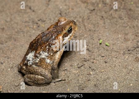 Rhinella horribilis, wissenschaftlicher Froschname, der für Populationen der Rohrkröte oder Riesenkröte in Mesoamerika und im Nordwesten Südamerikas verwendet wird. Stockfoto