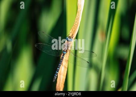 Südhawker oder Blauhawker (Aeshna cyanea) ist eine Art der Hawker-Libelle. Tierwelt in Europa, Tschechien. Stockfoto