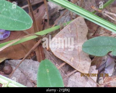 Rot gefütterte Panopoda Motte (Panopoda rufimargo) Stockfoto