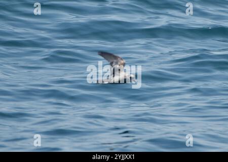 Gabelschwanzsturm-Petrel (Hydrobates furcatus) Stockfoto