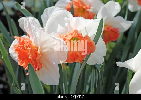 Ein Nahbild von Narzissen, die in einem Blumenbeet wachsen. Stockfoto