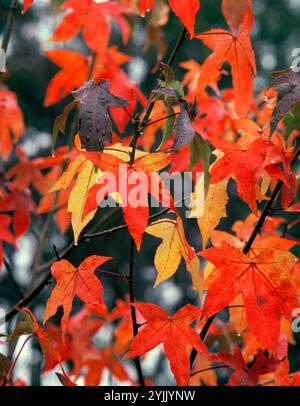 Australien. Ahornbaum Blätter aus nächster Nähe. Herbst/Herbst. Stockfoto