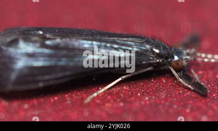 Black Dancer Caddisfly (Mystacides sepulchralis) Stockfoto
