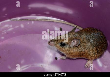 Bushveld-Gerbil (Gerbilliscus leucogaster) Stockfoto