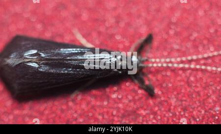 Black Dancer Caddisfly (Mystacides sepulchralis) Stockfoto