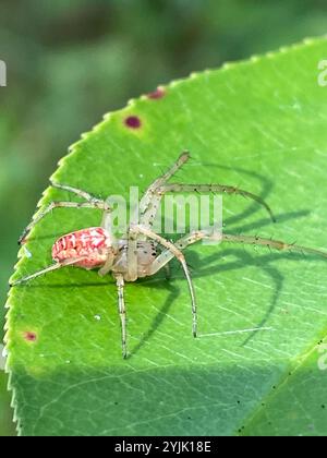 Eurasische gepanzerte Langhülse (Metellina segmentata) Stockfoto