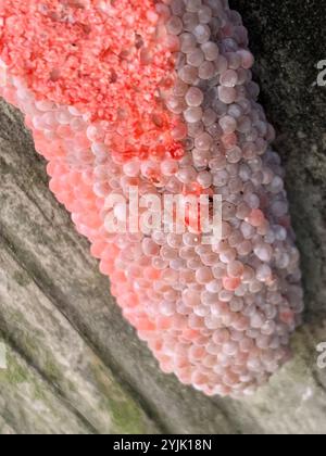 Insel Apfelschnecke (Pomacea maculata) Stockfoto