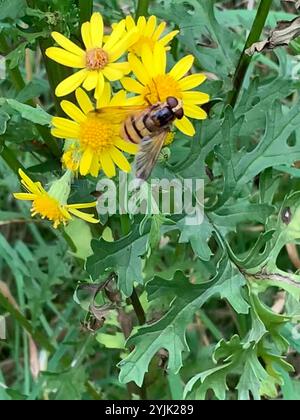 Zwergschwanzfliegen (Volucella inanis) Stockfoto