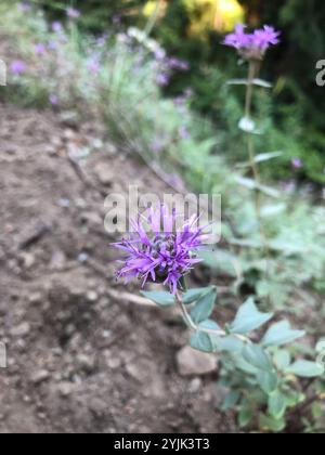 Bergkojote-Minze (Monardella odoratissima) Stockfoto