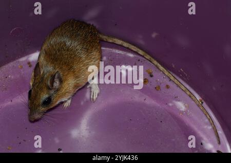 Bushveld-Gerbil (Gerbilliscus leucogaster) Stockfoto