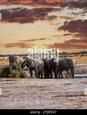 Kasane, Okavango Delta, Botswana Elefantenherde trinken Wasser am Wasserloch im afrikanischen Busch, Sonnenuntergang Stockfoto