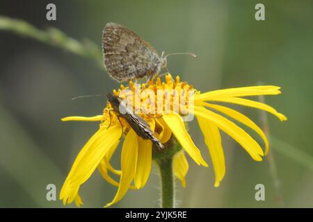 Schweizer Messing Ringlet (Erebia tyndarus) Stockfoto