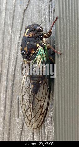 Lyrik Cicada (Neotibicen lyricen) Stockfoto