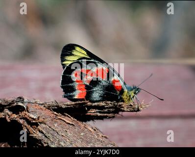Australien. Queensland. Tierwelt. Erwachsener männlicher Kaiserlicher Jezebel-Schmetterling. (Delias Harpalyce) Stockfoto