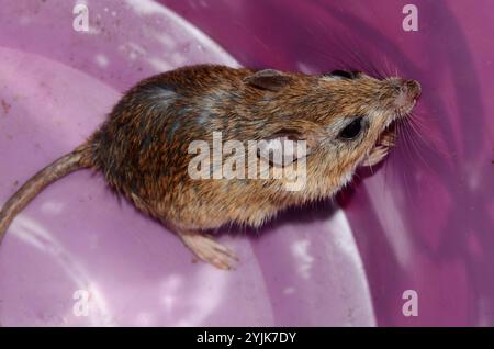 Bushveld-Gerbil (Gerbilliscus leucogaster) Stockfoto