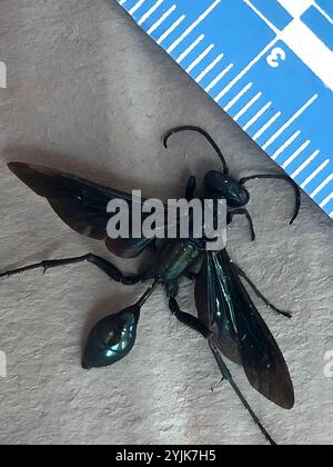 Nearctic Blue Schlamm-Dauber Wasp (Chalybion californicum) Stockfoto