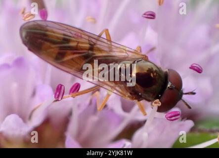 Variable Duskyface Fly (Melanostoma mellinum) Stockfoto
