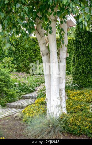 Weißrindige Himalaya-Birke (Betula utilis 'Doorenbos'), Weißgeschellte Himalaya-Birke (Betula utilis Doorenbos) Stockfoto