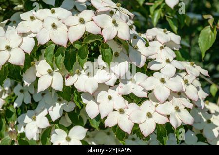 Blumen-Hartriegel (Cornus kousa „Wieting's Select“), (), Blume Hartriegel (Cornus kousa Wietings Select), () Stockfoto