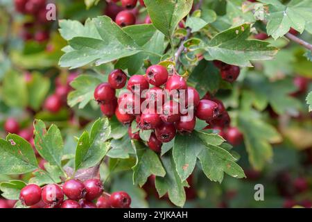 Weißdorn (Crataegus monogyna), Weißdorn (Crataegus monogyna) Stockfoto