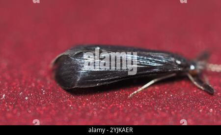 Black Dancer Caddisfly (Mystacides sepulchralis) Stockfoto