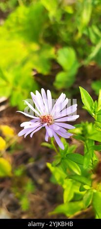 Michaelmas-Gänseblümchen (Symphyotrichum x salignum) Stockfoto