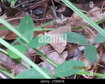 Rot gefütterte Panopoda Motte (Panopoda rufimargo) Stockfoto