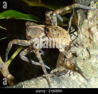 Georgia Wolf Spider (Tigrosa georgicola) Stockfoto